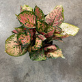 8" Aglaonema Red Valentine